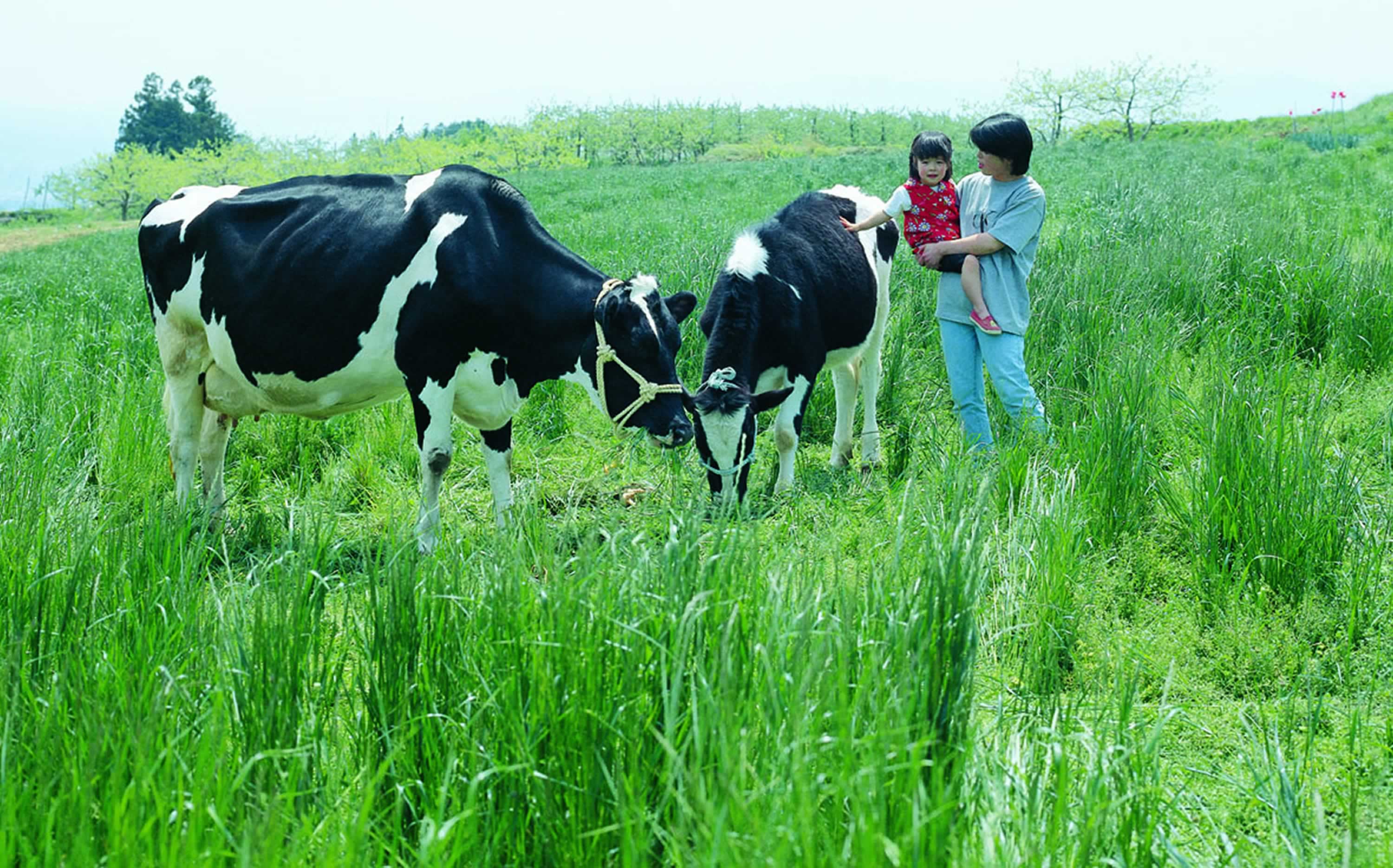 信州市田酪農の放牧風景